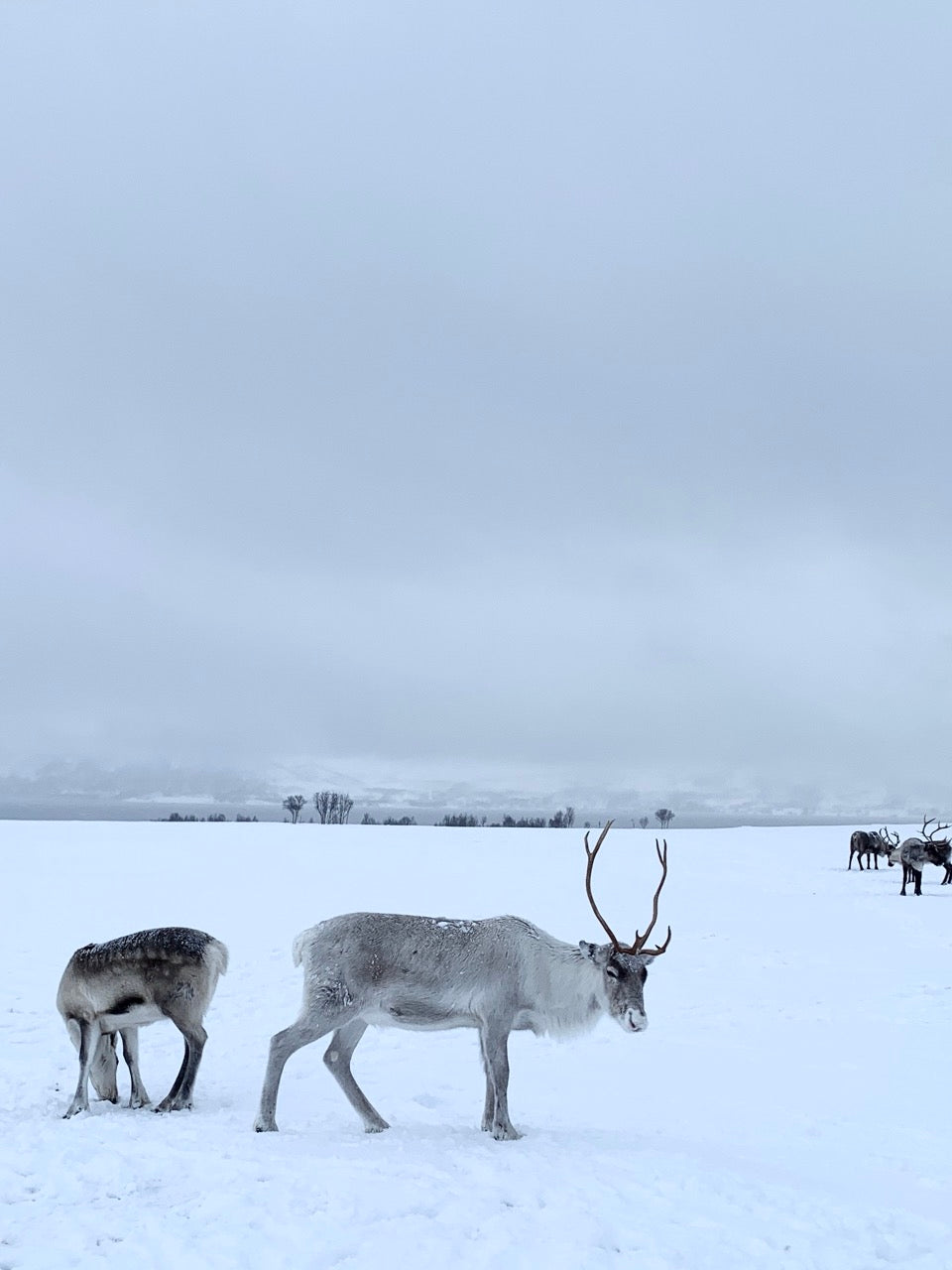 A winter arctic adventure in Norway
