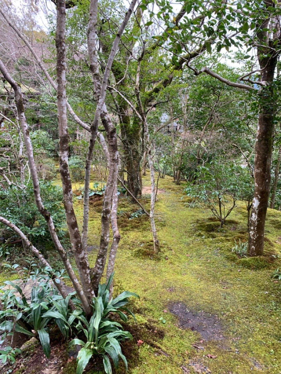 Moss gardens, craft and markets in Kyoto